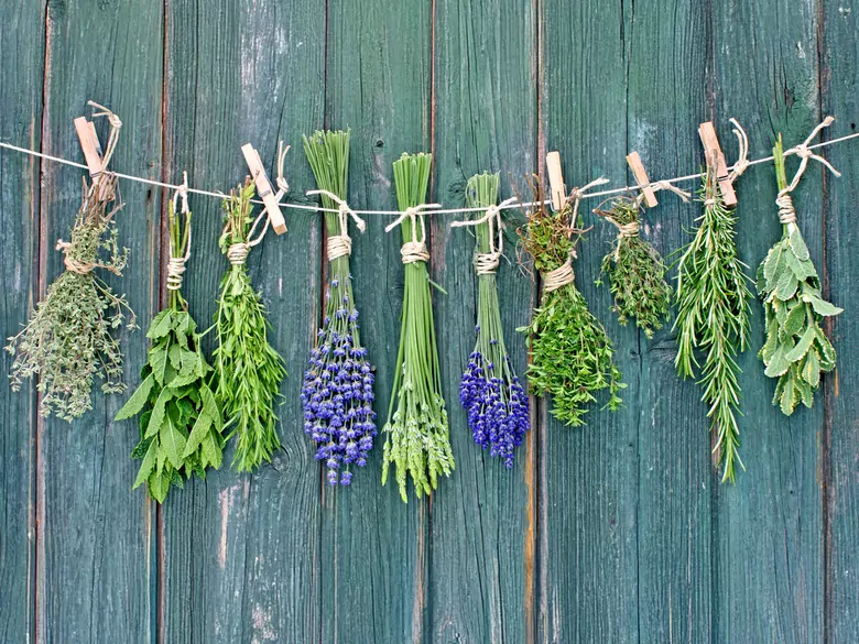 L'utilisation de la purge dans la guérison et le traitement des lésions cutanées